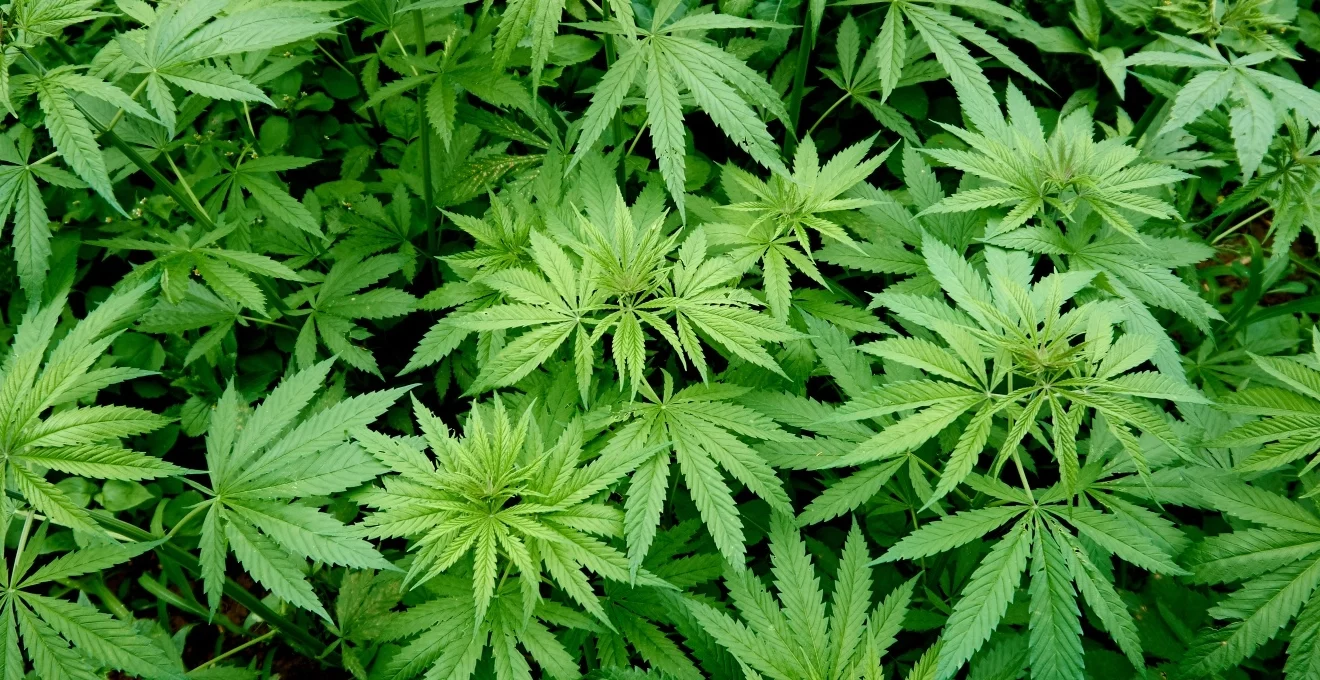 decouvrez-comment-le-chanvre-cultive-en-suisse-preserve-l-equilibre-du-microbiome-cutane