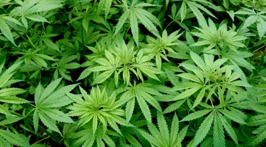 decouvrez-comment-le-chanvre-cultive-en-suisse-preserve-l-equilibre-du-microbiome-cutane